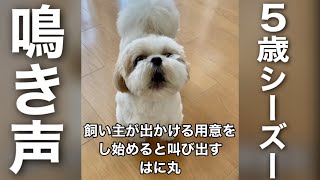 【音量注意】5歳のシーズー犬の鳴き声がもはや会話レベルw #Shorts / The video which has a cute bark of 5-year-old Shih Tzu.