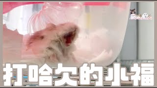 Hamsterdingding．打哈欠的老公公鼠．倉鼠．小露寶．小路寶．老公公鼠 [小福Siu Fook]