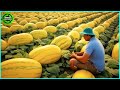 The Most Modern Agriculture Machines That Are At Another Level , How To Harvest Melons In Farm ▶11