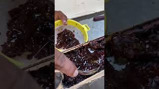 ചെറുതേനീച്ച പൂമ്പൊടിയും തേനും cheruthenicha #stinglessbeefarming #stinglessbees #shorts