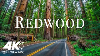 Redwood National Park 4K Ultra HD • Stunning Footage, Scenic Relaxation Film with Calming Music