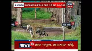 ସାତକୋଶିଆକୁ ଗଲା ବାଘୁଣୀ ସୁନ୍ଦରୀ | News18 Odia