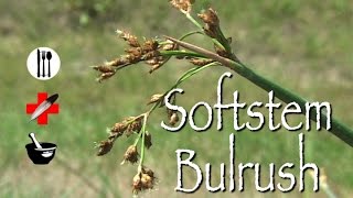 Softstem Bulrush: Edible, Medicinal \u0026 Other Uses