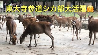 東大寺参道でシカ部員大活躍。観光客が来たら始まるせんべいファイト😆