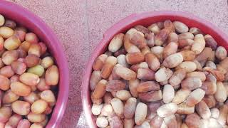 PAUBOS/PALANTA NA ANG DATES OR TAMAR NAMIN DITO SA SAUDI