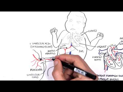What is the oxygenation state of the blood carried by the umbilical vein?
