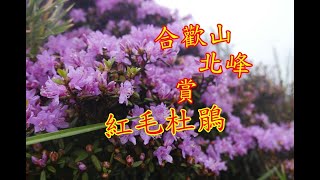 20190522合歡山北峰賞  紅毛杜鵑