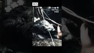 Here’s how to get away from an alligator safely. #alligator #crocodile #insider