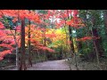 小国神社の紅葉 静岡県周智郡森町 2023.11.25