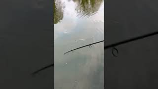 Massive 20lb Plus Pike Attacks 5lb Pike When Reeling It In 😱 Insane!!!