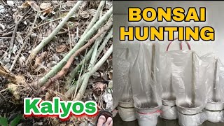 BONSAI TREE HUNTING/PAANO MAGTANIM/PAANO ITO BUHAYIN (BONSAI KALYOS/STREBLUS ASPER/BONSAI TAMARIND)