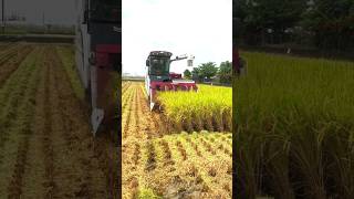 máy cắt lúa Yanmar YH7120🌾🌾P335