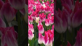 Pink Tulips #flowers #piano #music #relaxing #spring #tulip #garden #travel #travelvlog #keukenhof