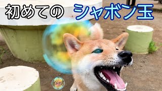 [Shiba Inu] This Shiba Inu is so excited about his first soap bubble!