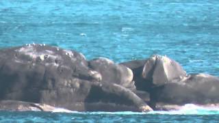 熊野の磯　マブリカと箱島