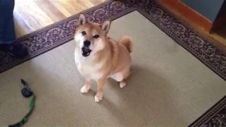 Top 5 EPIC Shiba Inu Videos