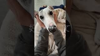 わかるでしょ？犬好きの撫で方 #ウィペット #whippet #イタグレ