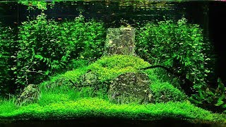 Aquascape \