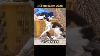 끈에 목이 졸리는 고양이