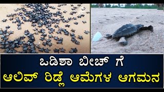 Olive Ridley Turtles Crawl Towards Odisha’s Rushikulya Beach | Vijay Karnataka