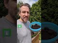 diese pflanzen mit kaffeesatz düngen garten garden gardening