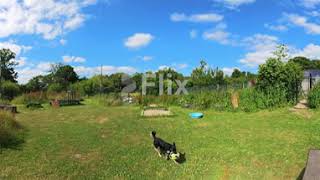 36 - Fetch with Milo and Patch (360° Sample)