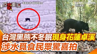 【#原音重現】台灣黑熊不冬眠現身花蓮卓溪 涉水覓食民眾驚喜拍｜三立新聞網 SETN.com