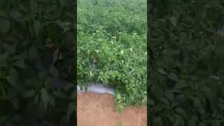 මිරිස් වගාව නව තාක්ෂණය යටතේ.Green chilli cultivatetion under new technology