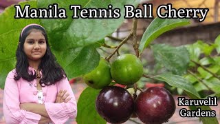 Manila Tennis Ball Cherry / മനില ടെന്നീസ് ബോൾ ചെറി / Karuvelil Gardens Prakkanam 9544415161