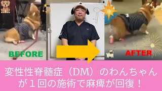 後ろ足が麻痺した変性性脊髄症（DM）のわんちゃんが、１回の施術で歩行可能に回復！【わんちゃん整体のイナバ】#変性性脊髄症 #DM #コーギー