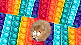 Pop It Obstacle Course, Hamster Obstacle From Main Pop It - Hamster Maze DIY
