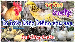 อัปเดตราคา ไก่ ไก่ฟ้า ไก่ต็อก ไก่ดำ ห่าน พิราบ ฯลฯ. จตุจักร ร้านพี่กุ้ง จัดส่งได้ทุกจังหวัด