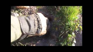 Gophers Limited Advanced Tips: Cinch Gopher Surface Trapping: Trap not sprung burrow plugged