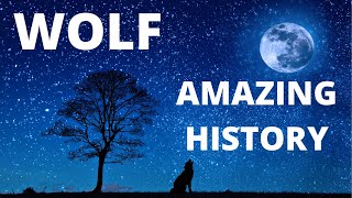 Interesting Facts About Wolves||Wolf history||National Geographic||World WILD ANIMALS