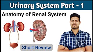 Introduction of Urinary System | Kidney Anatomy Key Points