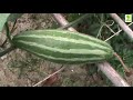 parwal agriculture business ideas pointed gourd cultivation