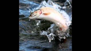 Franz Schubert - The Trout (complete)