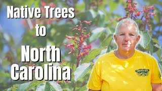 North Carolina Native Plants: Native Trees to North Carolina