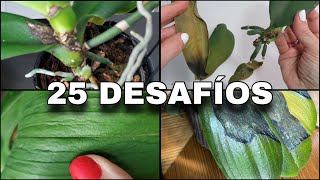 Conoce estos 25 DESAFIOS que debes superar para evitar la muerte de tus orquídeas #445