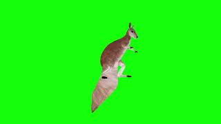 3D Animated Kangaroo dancing with green screen, 3DS Max Mixamo  Hitfilm Pro