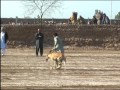 Greyhound Race In Pakistan Sargodha New 2017 Youtube