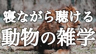 寝ながら聴ける動物の雑学１時間【広告は最初のみ（途中広告・後広告なし）】