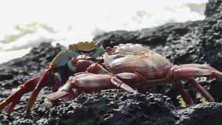 Galapagos Sally Lightfoot Crabs