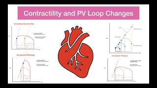 Contractility and PV Loop Changes