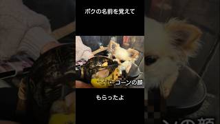 お出かけはいつも一緒なチワワ Part1 #shorts #チワワ #保護犬