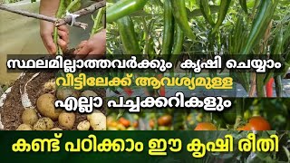 ഒറ്റ ചെടിയിൽ നേടിയത് പതിനായിരങ്ങൾ ! #Adukkalathottam#krishi#plants#gardening#mannuthy