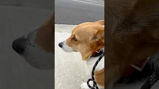 🐶🦴 Corgi and Fire Hydrant!!! 🔥💧