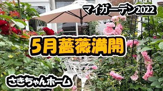 4K動画  ﾏｲｶﾞｰﾃﾞﾝ2022 4K  動画　2022年5月26日①　我が家の薔薇が満開になっています。