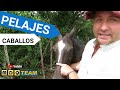 Pelajes de Caballos