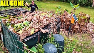 I Cut Down All My Bananas… Here’s Why!